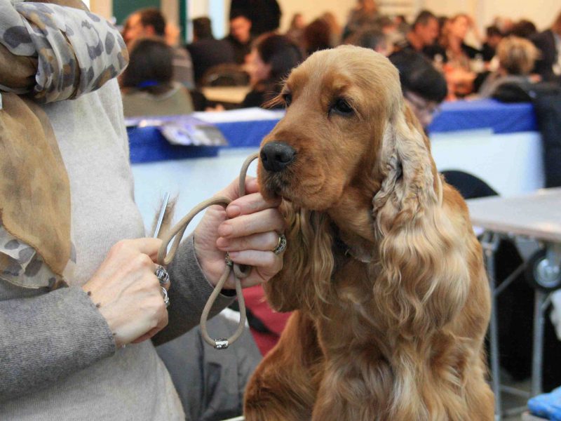 Toelettatura del cane, come scegliere gli strumenti giusti – Expodog Blog