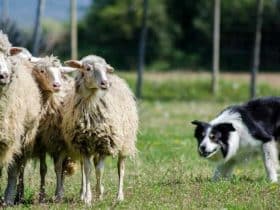 border collie che corre