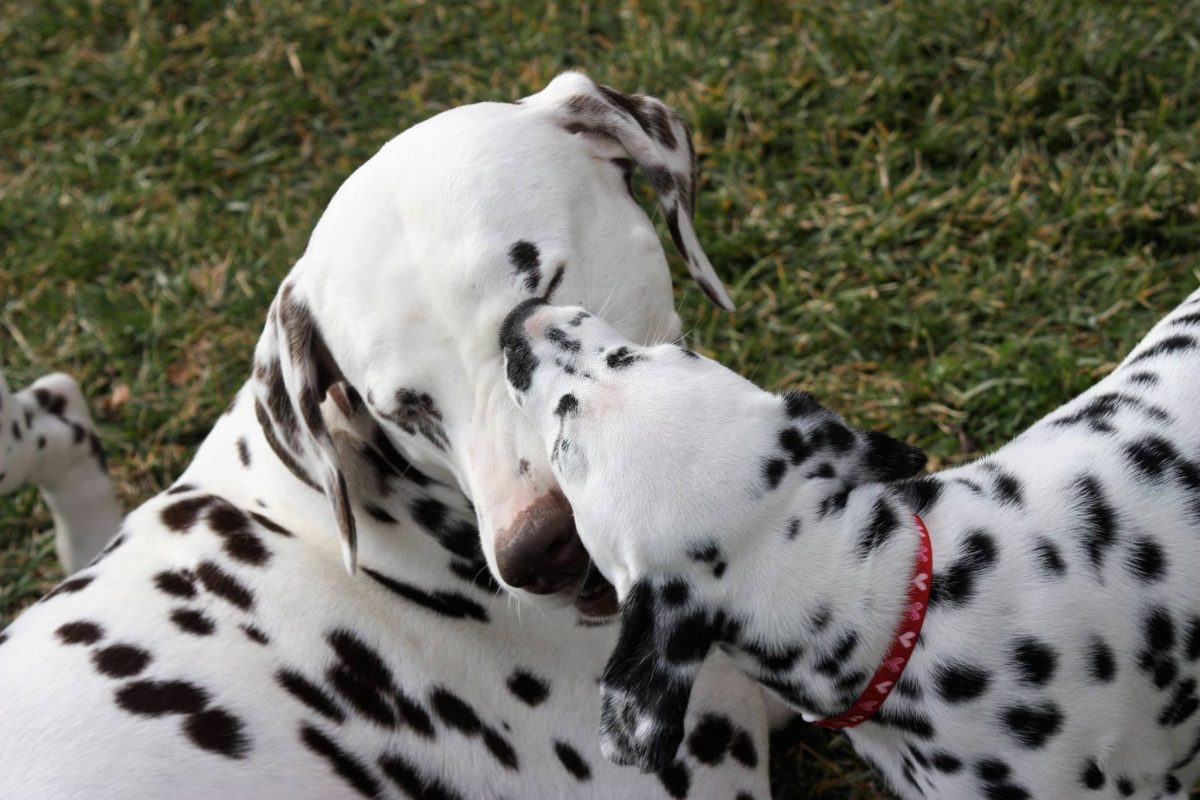 bacio del cucciolo dalmata alla mamma