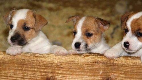 Jack Russel Terrier cuccioli