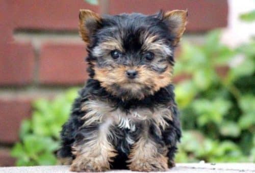 Yorkshire terrier cuccioli