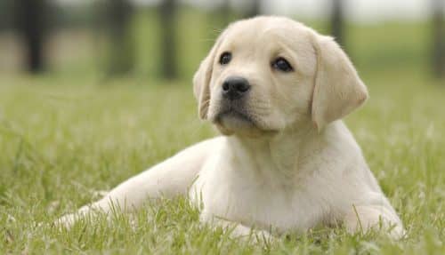 Labrador retriever cucciolo