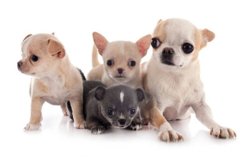 Cuccioli chihuahua costosi
