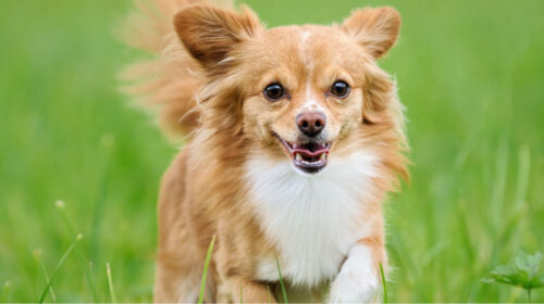 chihuahua che corre nel prato