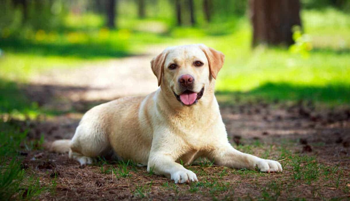 Labrador nel bosco