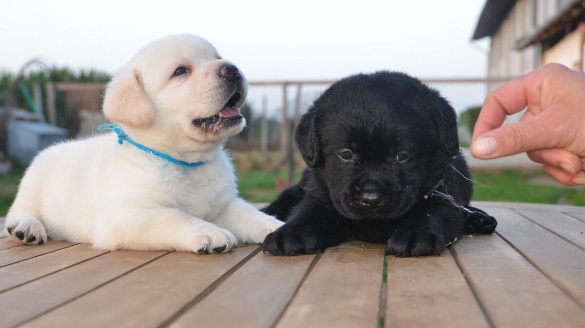labrador bianco e labrador nero