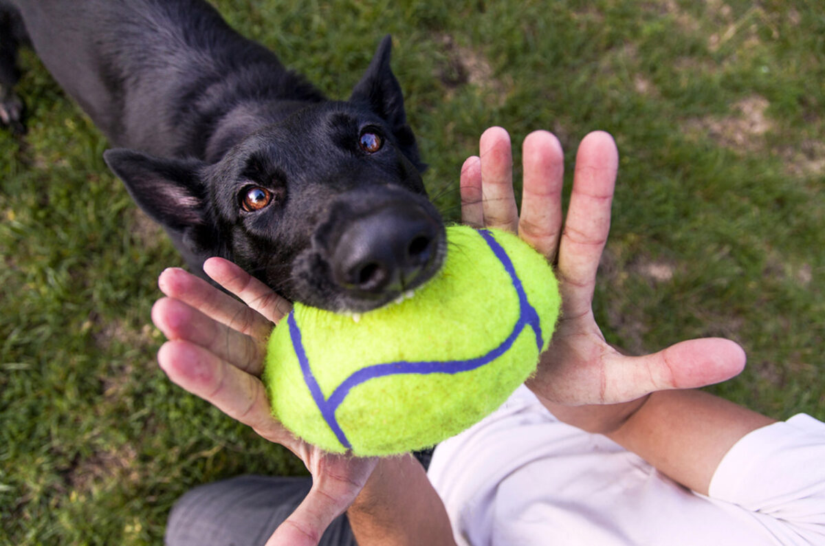 cane con la palla in bocca