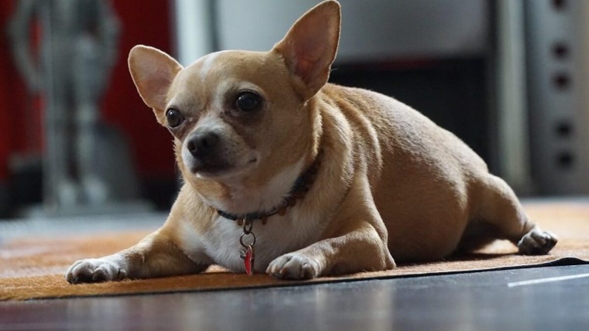 Cane in sovrappeso chihuahua