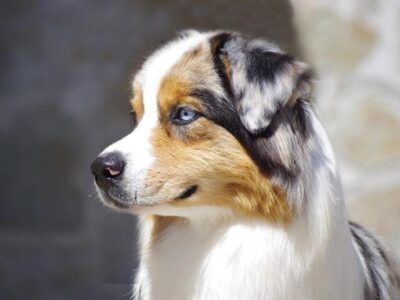 AUSTRALIAN SHEPHERD