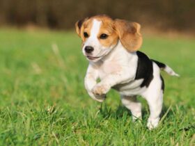Beagle che corre nel prato