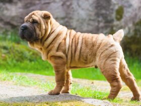 shar pei bello
