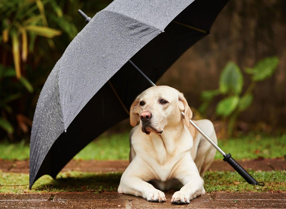 cane con ombrelòlo