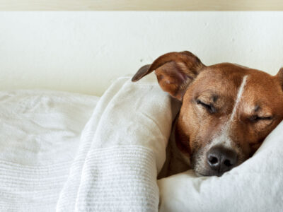 Cane con raffreddore