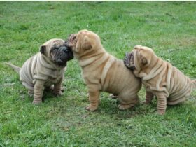 Cuccioli shar pei