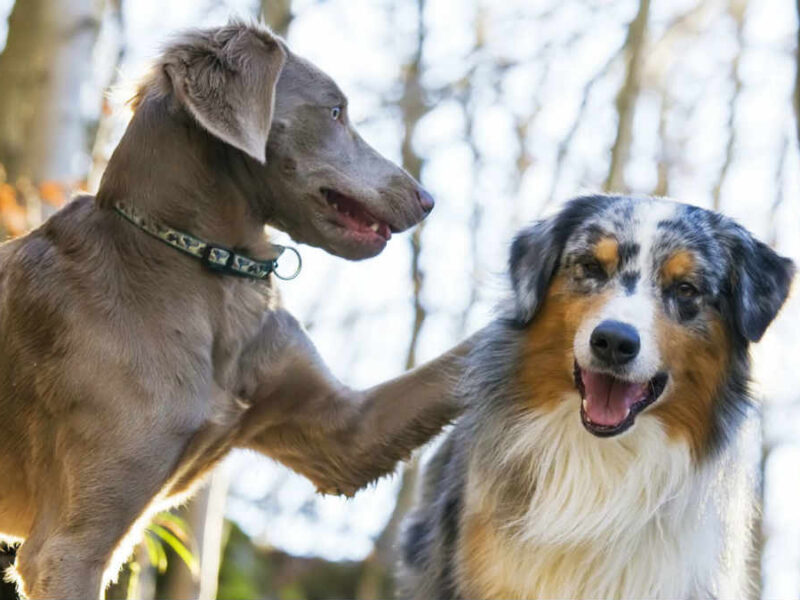 Toelettatura del cane, come scegliere gli strumenti giusti – Expodog Blog