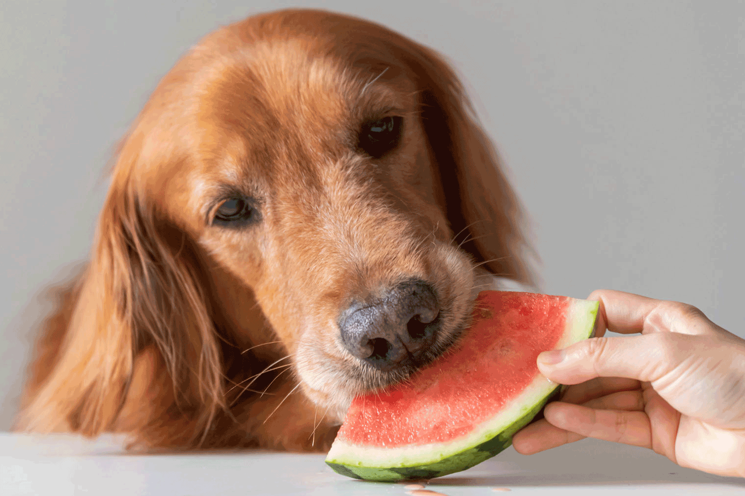 cane mangia melone