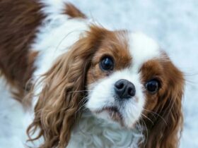 Cavalier King Charles Spaniel