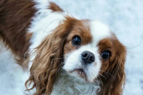 Cavalier King Charles Spaniel