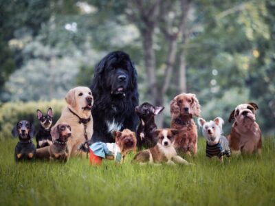 gruppo di cani