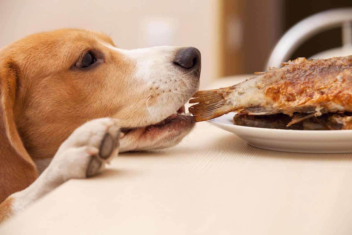 Cane che mangia il pesce