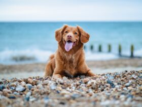 Cane al mare