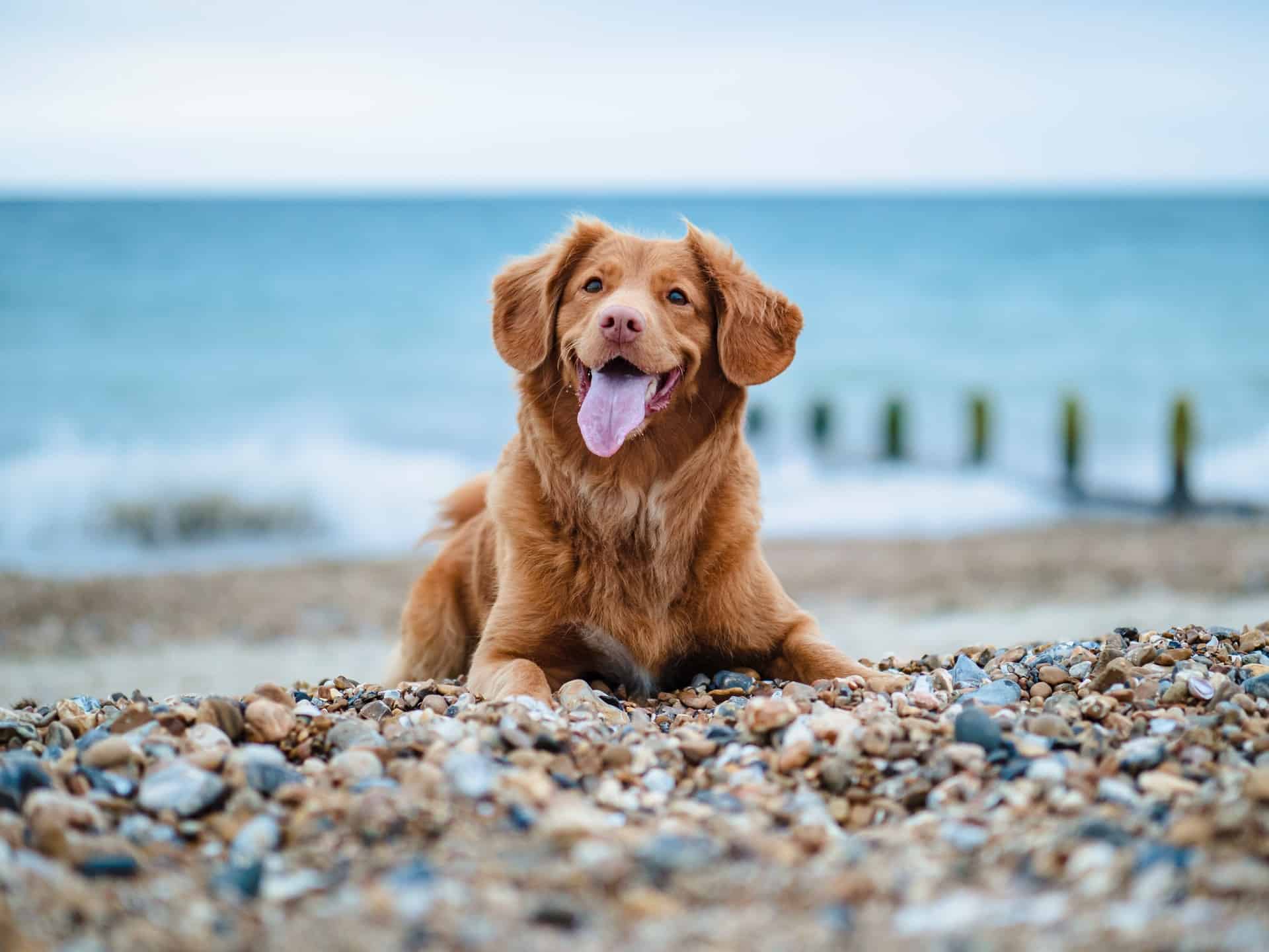 Cane al mare