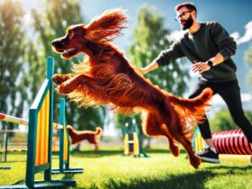 Setter irlandese che si allena